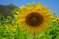 Closeup round bright beautiful yellow sunflower showing natural pollen pattern, bee and soft petal with blurred green field Royalty Free Stock Photo