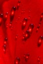 Closeup of round dew drops on a red flower petal Royalty Free Stock Photo