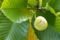 Closeup round fruit of Katmon also known as Elephant apple Royalty Free Stock Photo
