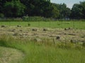 Closeup of round hay grass bales scattered around on a grass field, under a blue sky with scattered white clouds Royalty Free Stock Photo