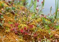 Round-leaved sundew, Drosera rotundifolia plants in natural wet environment