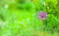 Closeup of a round purple pink garden Allium flower, head from onion and garlic family on super blurry green garden background