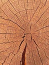 Closeup of round slice of tree with annual rings. Sawn pine trunk with textured cracked surface. Building material. Timber