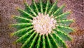 Round Spiky Cactus on the Rock