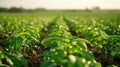 A closeup of a row of biofuel crops with droplets of water glistening on their leaves from the center pivot irrigation Royalty Free Stock Photo