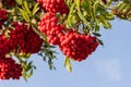 Closeup of rowan berries tree. Shot of several bunches of red rowan berries against blue sky Royalty Free Stock Photo