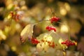 Closeup rowan bush with golden dry leaves and red berries on a sunny day Royalty Free Stock Photo
