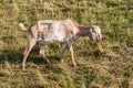 Nubian goat looking around Royalty Free Stock Photo