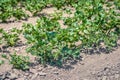 Celeriac Plants in a row