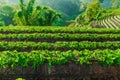 Rows of strawberries in a strawberry farm Royalty Free Stock Photo