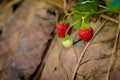 Rows of strawberries in a strawberry farm Royalty Free Stock Photo