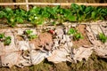 Rows of strawberries in a strawberry farm Royalty Free Stock Photo