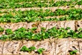 Rows of strawberries in a strawberry farm Royalty Free Stock Photo