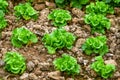 Closeup of rows of lettuce growing in the field