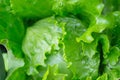 Closeup of rows of organic healthy green lettuce plants. Local vegetable planting farm. Fresh Green Curly iceberg salad leaves Royalty Free Stock Photo