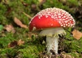 Closeup of a Royal Fly Agaric Amanita regalis Royalty Free Stock Photo