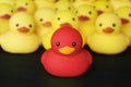 Closeup of rubber duckies with leadership