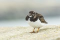 Closeup of a Rubby turnstone Arenaria interpres wading bird fora