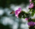 Closeup of Ruby-Throated Female Hummingbird In Flight Towards a Rose of Sharon Hibiscus Flower Tree Royalty Free Stock Photo