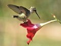 Closeup of Ruby Throated Hummingbird on a mandevilla Flower Royalty Free Stock Photo