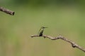 Closeup of a ruby-throated hummingbird (Archilochus colubris) perched on a branch of a tree