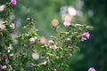 Closeup of Ruby-Throated Male Hummingbird In Flight Towards a Rose of Sharon Hibiscus Flower Tree Royalty Free Stock Photo