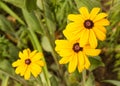 Closeup of Rudbeckia flowers