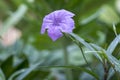 Closeup Ruellia simplex purple flower.