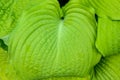 Closeup of ruffled green leaves of a hosta plant in a spring shaded garden