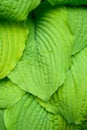 Closeup of ruffled green leaves of a hosta plant in a spring shaded garden