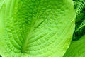 Closeup of ruffled green leaves of a hosta plant in a spring shaded garden