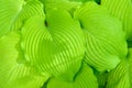 Closeup of ruffled green leaves of a hosta plant in a spring shaded garden