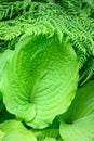 Closeup of ruffled green leaves of a hosta plant in a spring shaded garden