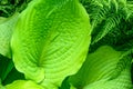 Closeup of ruffled green leaves of a hosta plant in a spring shaded garden