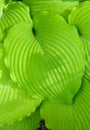 Closeup of ruffled green leaves of a hosta plant in a spring shaded garden