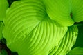 Closeup of ruffled green leaves of a hosta plant in a spring shaded garden