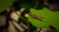Closeup of Rufous grasshopper (Gomphocerippus rufus) sitting on a green leaf