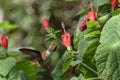 Closeup of a Rufous hummingbird in flight on a sleeping hibiscus flower