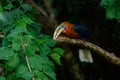Closeup of a rufous-necked hornbill perched on a tree branch