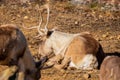 Closeup of a rundeer laying on the gound in the sun