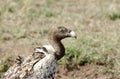 Closeup of Ruppell's Griffon Vulture