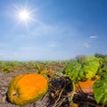 closeup rural garden with ripen pumpkin at sunny day