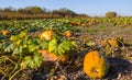 Closeup rural ripe pumpkin field Royalty Free Stock Photo