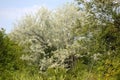 Closeup of russian olive tree with selective focus on foreground