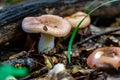 Closeup of Russula vesca, known as the flirt. Royalty Free Stock Photo