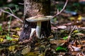 Closeup of Russula vesca, known as the flirt. Royalty Free Stock Photo