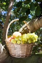 Basket full of fruit Royalty Free Stock Photo
