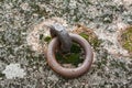 Closeup of a rusty old mooring loop fastened in a rock, used to tie up boats in the river Royalty Free Stock Photo