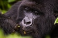 Closeup Rwanda Gorilla eating Royalty Free Stock Photo