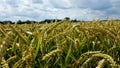 Closeup of rye ears in a spacy field under the cloudy sky